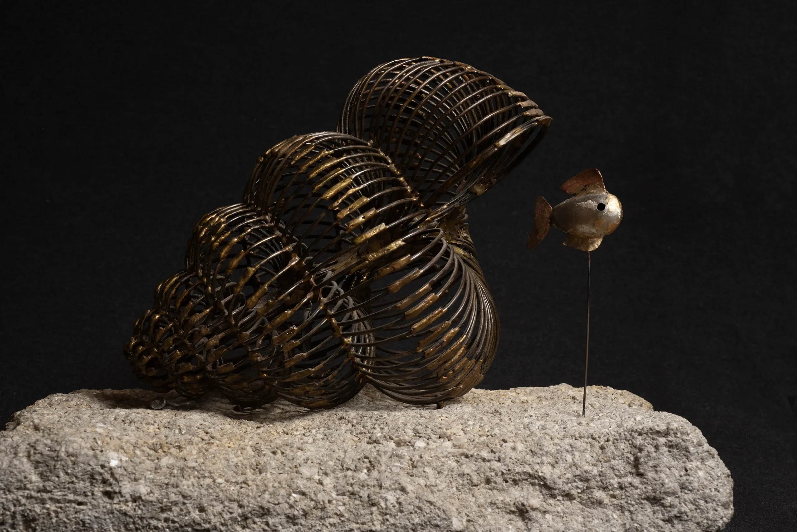 Coquillage Coquillage